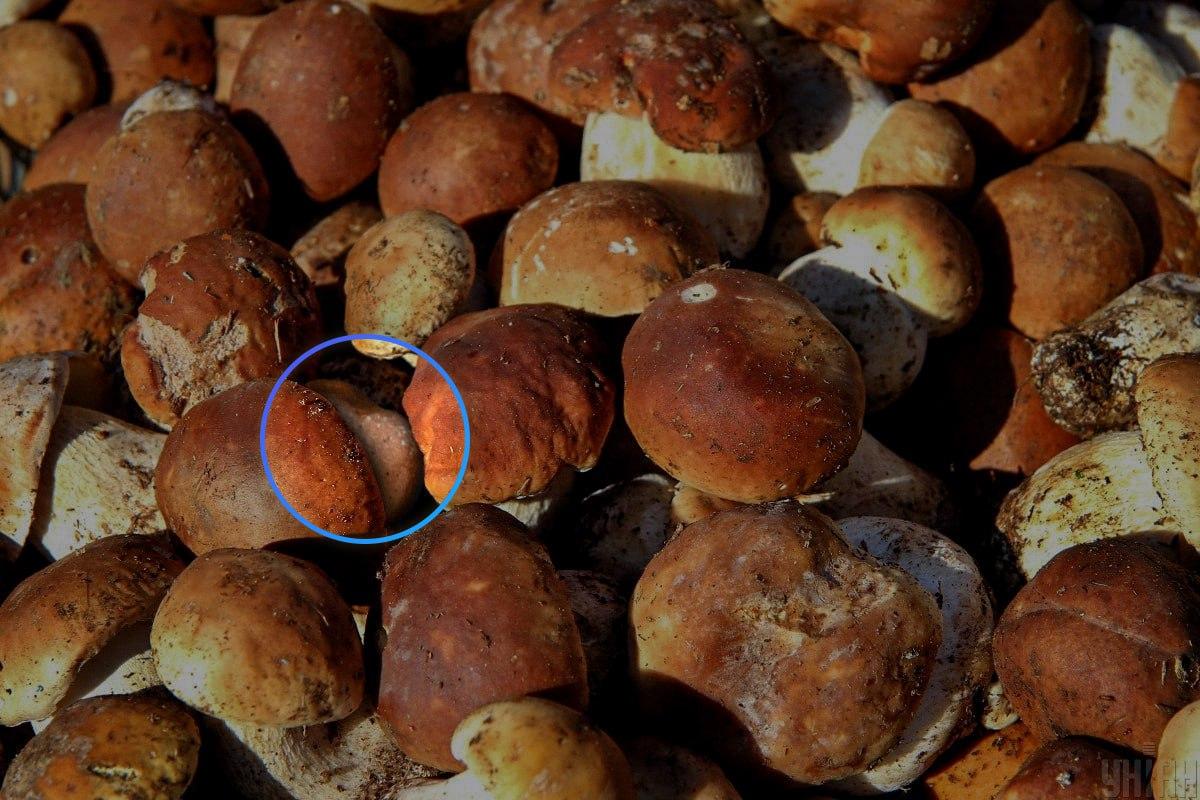 Akmuo buvo beveik optinės iliuzijos centre / Moje koliažas