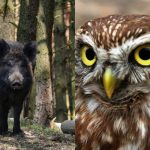 Per 9 sekundes gudrią pelėdą ras tik galingą IQ turintys